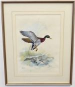 Indistinctly signed watercolour, Mallard alighting, 37 x 26cms