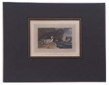 AFTER WILLIAM DANIELL "Gannet" hand coloured aquatint, published 1809 11 x 18cms, mounted but