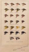 AR PHILIP ALEXANDER CLANCEY (1917-2001)Studies of heads of the Fringillidae vignette watercolours on