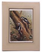 RALPH WATERHOUSE (born 1943) Great Spotted Woodpeckers coloured print, published by Wild Life