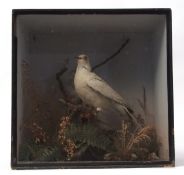 Taxidermy cased White Dove in naturalistic setting by J A Cole, St Giles Street, Norwich 36 x 36cms