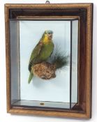 Taxidermy cased Green parrot in naturalistic setting by George Bazeley of Northampton 43 x 32cms