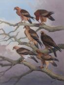 AR JOHN CYRIL HARRISON (1898-1985) "Little Eagle and Booted Eagle - plate 121 of EAGLES, HAWKS AND