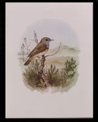 AFTER R A RICHARDSON Bird studies group of three coloured lithographic prints