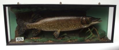 Taxidermy Pike in a glazed case in naturalistic setting, applied with label "Austin Haines, 28th