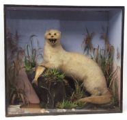 Taxidermy cased White Otter in naturalistic setting by W Lowne, Fuller's Hill, Great Yarmouth 76 x