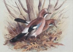 AR JOHN HAMMOND HARWOOD (1904-1980) Pair of Jays watercolour, signed lower right 25 x 34cms