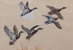 UNSIGNED Mallard alighting watercolour and gouache25 x 37cms