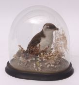 Taxidermy domed Little Auk in naturalistic setting 22cms high