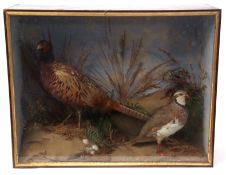 Taxidermy cased Pheasant and Partridge in naturalistic setting by T E Gunn, Upper St Giles Street,