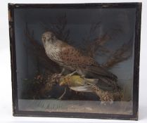 Taxidermy cased Kestrel in naturalistic setting, probably by J A Cole (pre-1947) 36 x 40cms