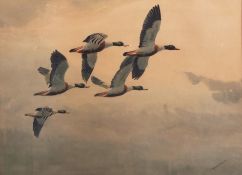 AR JOHN CYRIL HARRISON (1898-1985) Shell Duck in flight watercolour, signed lower right