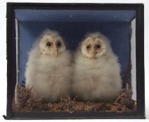 Taxidermy cased pair of Barn Owl chicks in naturalistic setting (pre-1947) 30 x 36cms