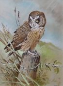 AR FRANK JARVIS (20TH CENTURY) "Short eared owl" watercolour and gouache, signed and dated '98 lower