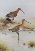 AFTER RICHARD A RICHARDSON Black-tailed Godwits coloured print 35 x 24cms