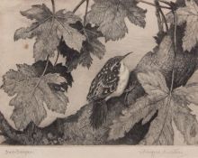 AR WINIFRED MARIE LOUISE AUSTEN (1876-1964) "Tree Creeper" black and white etching, signed and