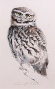 AR DAVID COLE (CONTEMPORARY) "Little Owl" pencil and watercolour, signed lower centre 25 x 15cms