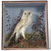 Taxidermy cased Barn Owl in naturalistic setting (pre-1947) 41 x 39cms