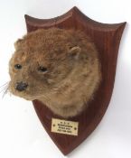 Taxidermy Otter's head on shield mount by Peter Spicer & Sons, Leamington The shield bearing