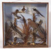 Taxidermy cased group including Kestrel, Cuckoo, Wagtail, Wren etc,in a naturalistic setting 59 x