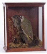 Taxidermy green Woodpecker in glazed case, in naturalistic setting, 36 x 30cms