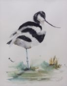 AR ANGELA HEWITT (CONTEMPORARY) Avocet watercolour, signed lower right 42 x 33cms