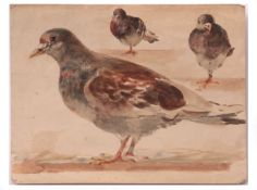 JOHN GUTTERIDGE SYKES (1866-1941) Studies of a pigeon watercolour 17 x 22cms, unframed