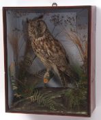 Taxidermy cased Long Eared Owl in naturalistic setting (pre-1947) 46 x 37cms