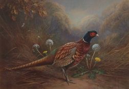 AR RAYMOND C WATSON (born 1935) Pheasant in woodland watercolour, signed lower right 30 x 40cms