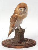 Taxidermy uncased Barn Owl on naturalistic base by John Burton of Burgh Castle with A10