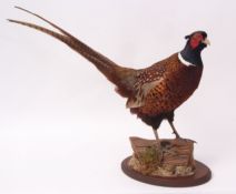 Taxidermy uncased Pheasant on naturalistic base by H R Bennett of Hainford