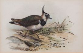 AR GEORGE EDWARD LODGE (1860-1954) "Lapwing" pen, ink and watercolour, signed lower left 16 x 24cms