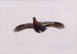 AR STANLEY TODD (1923-2004) Grouse in flight watercolour, signed and dated 1973 lower right 25 x