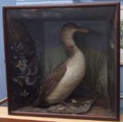 Taxidermy cased Great Northern Diver in naturalistic setting, 62 X 65cms