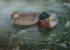 P J BALLANTINE (20TH CENTURY) Mallard watercolour, signed lower left 35 x 49cms