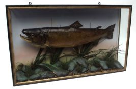Taxidermy Salmon in a naturalistic case with glazed front and sides 52 x 88cms