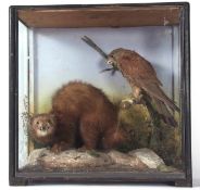 Taxidermy cased Kestrel and Polecat in naturalist setting (pre-1947) 48 x 48cms