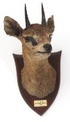 Taxidermy Klipspringer on shield mount by Peter Spicer & Sons, Leamington shield bears plaque HSP