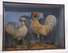 Taxidermy cased crested hen and cockerel in naturalistic setting by T Roberts of Norwich 94 x 69cms