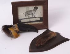 Taxidermy fox pad on shield mount by Peter Spicer & Sons, Leamington 20 x 14cms together with a