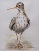 AR ANGELA HEWITT (CONTEMPORARY) "Spotted Sandpiper" watercolour, signed lower right and inscribed