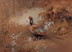 AR ROLAND GREEN (1896-1972) Pheasant watercolour and gouache, signed lower left 23 x 32cms