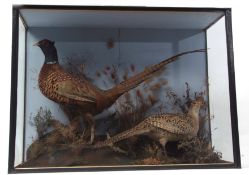 Taxidermy cased pair of Pheasant in naturalistic setting by T Turner of Attleborough 60 x 80cms