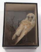 Taxidermy cased Barn Owl in naturalistic setting (pre-1947) 42 x 33cms (a/f)