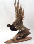 Taxidermy uncased Pheasant on naturalistic base