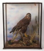 Taxidermy cased Buzzard in naturalistic setting 62 x 52cms (pre-1947)