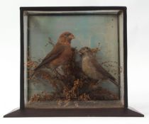 Taxidermy cased pair of Crossbills in naturalistic setting 27 x 25cms