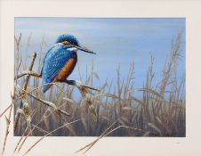 MARK CHESTER (born 1960) "Misty Reeds - Kingfisher" acrylic on card, signed lower right 20 x 28cms