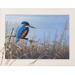 MARK CHESTER (born 1960) "Misty Reeds - Kingfisher" acrylic on card, signed lower right 20 x 28cms