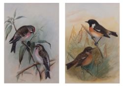 LILIAN MEDLAND (1880-1955) "Stonechat" and "Mealy Redpole" pair of watercolours, both signed 25 x